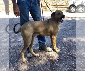 Tonka - Male Mastiff-Unknown Mix Dog for Adoption - Photo #3