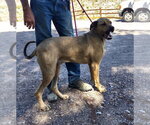Small Photo #3 Mastiff-Unknown Mix Puppy For Sale in Golden Valley, AZ, USA