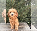 Small #3 Goldendoodle (Miniature)