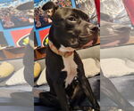 Small #5 American Staffordshire Terrier Mix