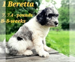 Australian Labradoodle-Poodle (Miniature) Mix Puppy for sale in MILLVILLE, MN, USA