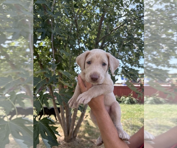 Medium Photo #6 Labrador Retriever Puppy For Sale in LEASBURG, MO, USA