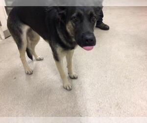 German Shepherd Dog Dogs for adoption in Riverside, CA, USA