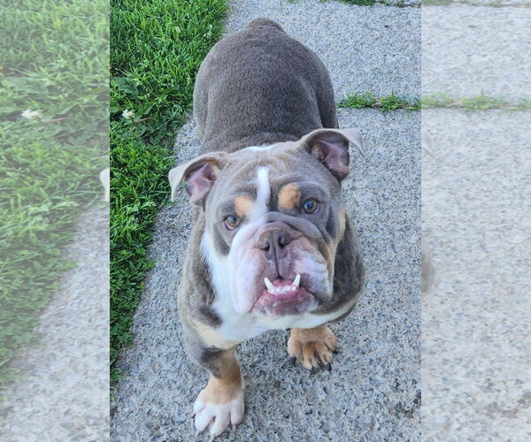 Medium Photo #1 Bulldog Puppy For Sale in Smithfield, PA, USA