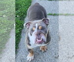 Small Bulldog