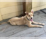 Small #3 Labrador Retriever Mix