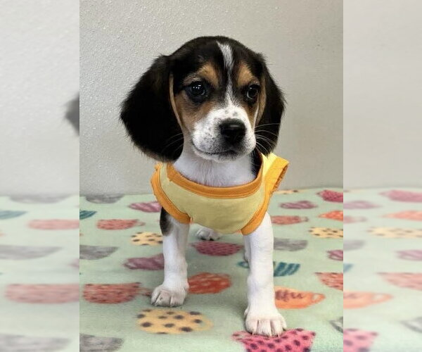 Medium Photo #3 Beagle Puppy For Sale in Osgood, IN, USA