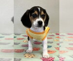 Small #2 Beagle