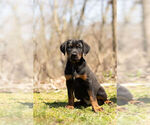 Small Photo #1 Rotterman Puppy For Sale in BRISTOL, IN, USA