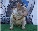 Small Photo #1 French Bulldog Puppy For Sale in LEHIGH ACRES, FL, USA