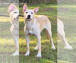 Small #2 Labrador Retriever Mix