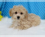 Small Photo #4 Havanese-Poodle (Toy) Mix Puppy For Sale in SHILOH, OH, USA