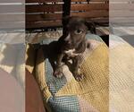 Small #1 American Pit Bull Terrier Mix