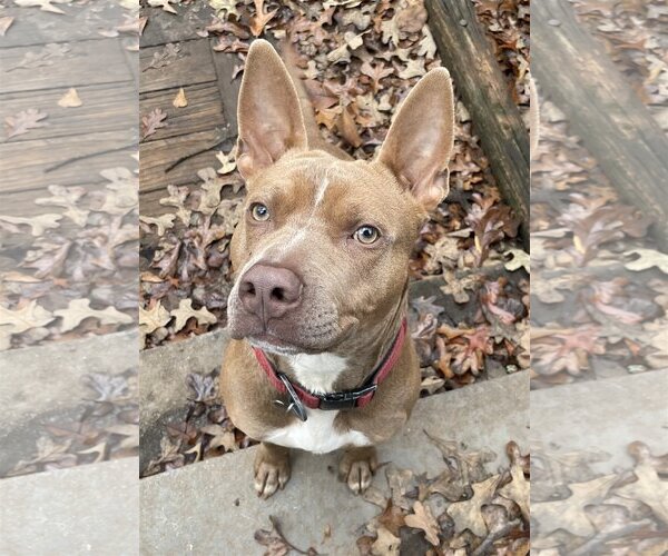 Medium Photo #2 American Staffordshire Terrier-Unknown Mix Puppy For Sale in Rockaway, NJ, USA