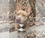 Small #1 American Staffordshire Terrier Mix