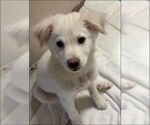 Small #9 Great Pyrenees-Red Heeler Mix