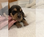 Small Beagle-Chihuahua Mix