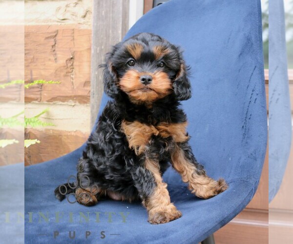 Medium Photo #3 Cavapoo (Miniature) Puppy For Sale in NARVON, PA, USA