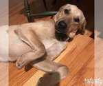 Small #3 Labrador Retriever Mix