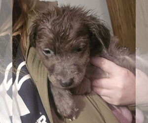 Mutt Dogs for adoption in Fargo, ND, USA