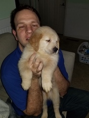 Golden Retriever Puppy for sale in CHATTANOOGA, TN, USA