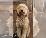 Small Photo #1 Goldendoodle (Miniature) Puppy For Sale in KANSAS CITY, MO, USA