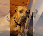 Small #3 Mastiff Mix