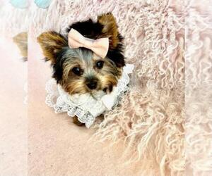 Morkie Puppy for sale in WEST PALM BEACH, FL, USA