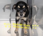 Small Chihuahua Mix