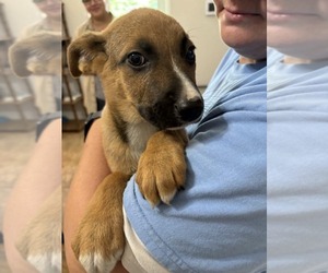 German Shepherd Dog-Unknown Mix Dogs for adoption in SHERBURNE, NY, USA