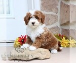 Small #3 Goldendoodle (Miniature)