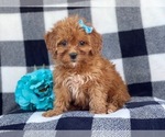 Small Photo #13 Shih-Poo Puppy For Sale in LAKELAND, FL, USA