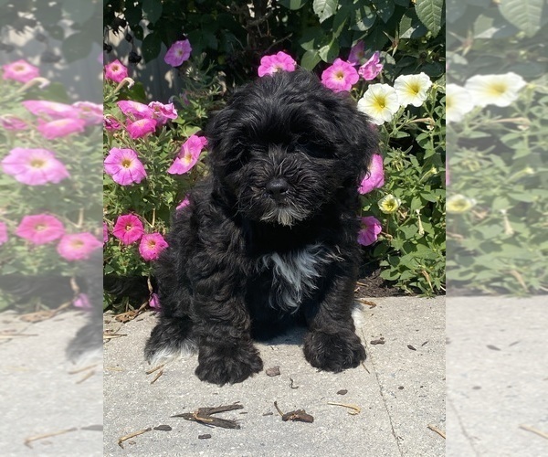 Medium Photo #2 Lhasa Apso-Poodle (Toy) Mix Puppy For Sale in CANOGA, NY, USA