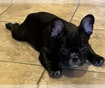 Small Photo #9 French Bulldog Puppy For Sale in BOLIVAR, MO, USA