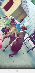 Father of the American Pit Bull Terrier puppies born on 06/28/2018