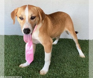 Anthony - Male Labbe Dog for Adoption - Photo #3