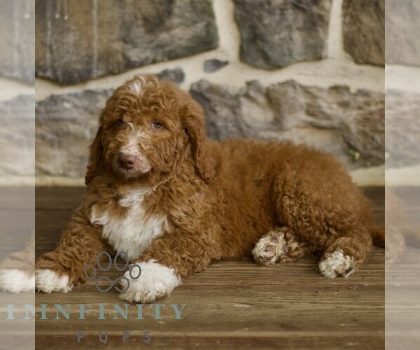 Medium Photo #3 Goldendoodle mix (+ Poodle Standard) Puppy For Sale in RONKS, PA, USA