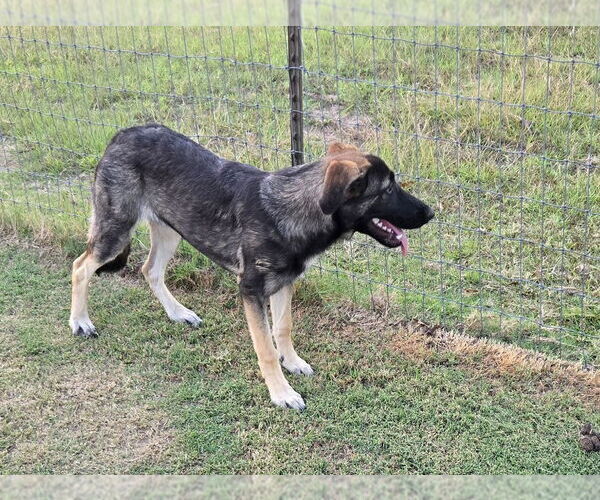 Medium Photo #2 German Shepherd Dog-Unknown Mix Puppy For Sale in Boston, MA, USA