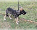 Small #1 German Shepherd Dog Mix