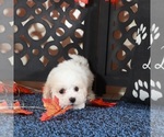 Small #4 Bichpoo