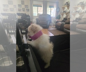 Medium Pomeranian