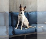 Small #1 Mutt