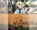 Puppy Tango Labrador Retriever