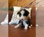 Puppy 10 Australian Shepherd
