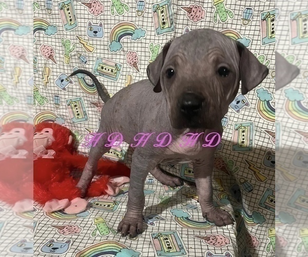 Medium Photo #13 Xoloitzcuintli (Mexican Hairless) Puppy For Sale in BRIDGEVILLE, CA, USA