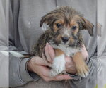 Small #2 Mutt