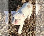Puppy Smitty English Bulldog