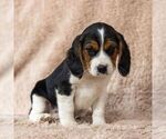 Small Photo #1 Beaglier Puppy For Sale in READING, PA, USA