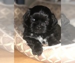 Puppy 2 Shih Tzu