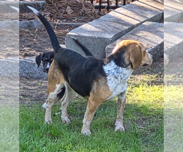Medium Photo #10 Beagle Puppy For Sale in Dunnellon, FL, USA